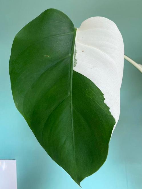 Gewortelde Monstera Albo Variegata stek / wit marble mint, Huis en Inrichting, Kamerplanten, Overige soorten, Minder dan 100 cm