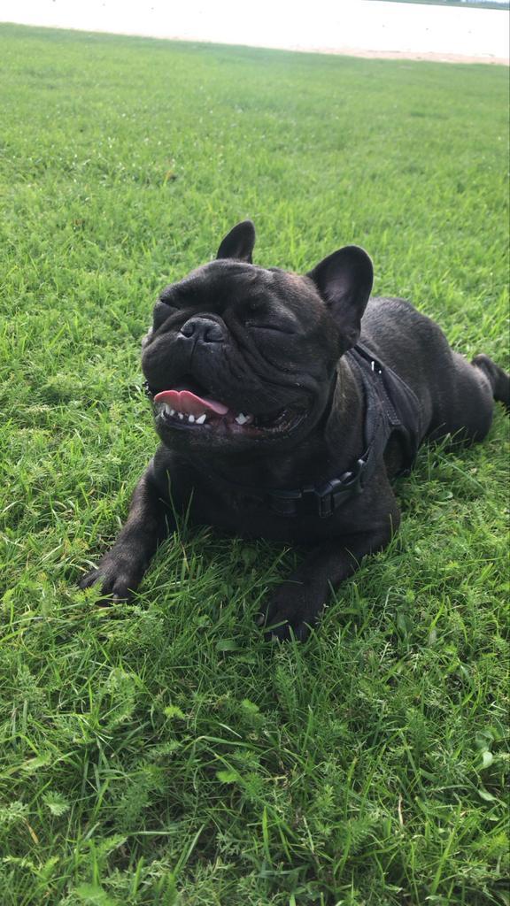 Gastgezin gezocht voor lieve Franse Bulldog, Dieren en Toebehoren, Honden | Bulldogs, Pinschers en Molossers, Reu, Bulldog, Particulier