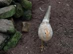 Gele goudfazant, Dieren en Toebehoren, Pluimvee, Mannelijk, Overige soorten