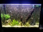 aquarium 240L with fishes stand and all equipment, Ophalen of Verzenden, Gebruikt, Gevuld zoetwateraquarium