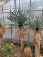 Yucca rostrata ssp. Quatro Cienegas 18, 190 cm, stam 145 cm, Ophalen, Overige soorten, Volle zon