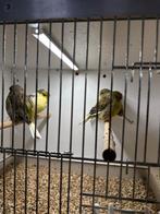 Glosters mannen en poppen, Dieren en Toebehoren, Meerdere dieren, Kleurkanarie