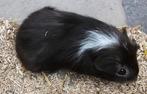 Schattig cavia zeugje van 5 juni, Cavia, Juni, Vrouwelijk, Tam