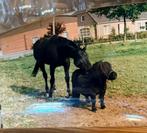 GEZOCHT MINI SHETLANDER RUIN, Dieren en Toebehoren, Hengst, A pony (tot 1.17m), 3 tot 6 jaar, Gechipt