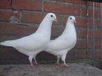Witte..Sierduifjes *, Dieren en Toebehoren, Vogels | Duiven, Meerdere dieren, Overige soorten