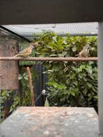 0-2 Groene kardinalen - Gubernatrix cristata, Dieren en Toebehoren, Vogels | Overige Vogels, Vrouwelijk, Geringd