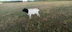Persian blackhead ram, Dieren en Toebehoren, Mannelijk, Schaap