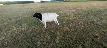 Persian blackhead ram  beschikbaar voor biedingen