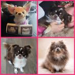 Pomchi pups word verwacht combi choco tan X lilac/lavendel, Overige rassen, 8 tot 15 weken, Parvo, Meerdere