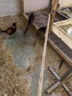 Koppels bosfazant en tenebrosus, Meerdere dieren, Overige soorten