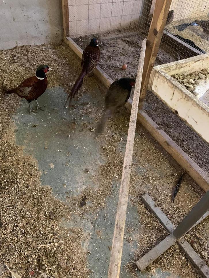 Koppels bosfazant en tenebrosus, Dieren en Toebehoren, Pluimvee, Overige soorten, Meerdere dieren