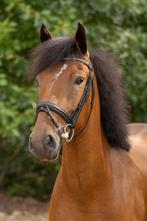 Super lieve en knappe D pony te koop, B, 3 tot 6 jaar, Recreatiepony, D pony (1.37m tot 1.48m)