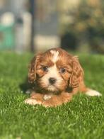 Te koop mooie Cavapoo pups, Nederland, CDV (hondenziekte), 8 tot 15 weken, Meerdere