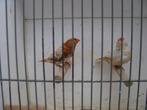 jong koppel oranjeborst zwartborst isabel bruin zebravinken, Dieren en Toebehoren, Meerdere dieren