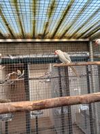 Halsbandparkiet, Geslacht onbekend, Parkiet, Geringd