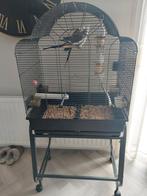 Valkparkieten met kooi, Dieren en Toebehoren, Vogels | Hokken en Kooien, Ophalen of Verzenden, Zo goed als nieuw, Metaal, Vogelkooi