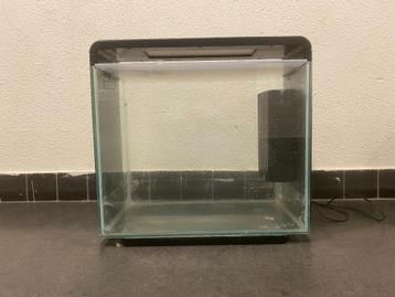 Aquarium vissen beschikbaar voor biedingen