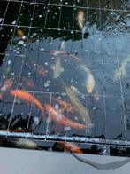 Koi karpers te koop, Dieren en Toebehoren, Vissen | Vijvervissen, Karper of Koi