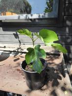 Stek Vijg, Ophalen, Volle zon, Vaste plant, Zomer