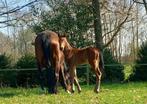 Junge atleet, Dieren en Toebehoren, Paarden, Springpaard, 0 tot 2 jaar, Hengst, Ontwormd