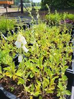 Digitalis Purp. Alba - Vingerhoedskruid, Vaste plant, Halfschaduw, Zomer, Ophalen