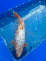 Asagi van 43 cm, Dieren en Toebehoren, Vissen | Vijvervissen, Karper of Koi