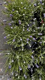 Lavendel hidcote, Ophalen, Zomer, Overige soorten, Volle zon