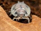 Porcellio leavis dairy cow