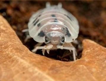  Porcellio leavis dairy cow beschikbaar voor biedingen