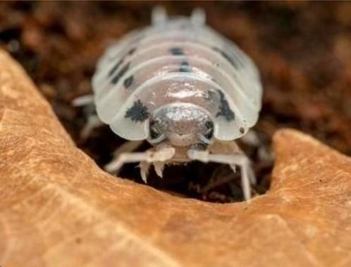 Porcellio leavis dairy cow, Dieren en Toebehoren, Insecten en Spinnen
