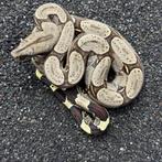 Iquitos Peru Red Tail Boa Constrictor, Slang, 0 tot 2 jaar