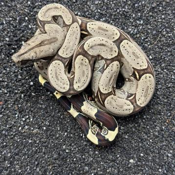 Iquitos Peru Red Tail Boa Constrictor beschikbaar voor biedingen