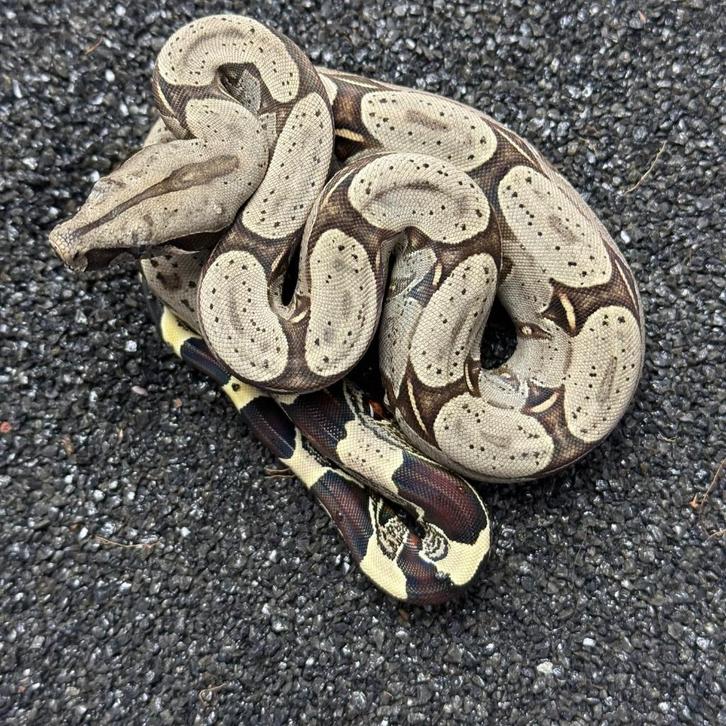 Iquitos Peru Red Tail Boa Constrictor