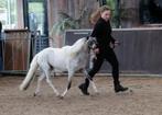Mooie 100% raszuivere falabella paardjes, Dieren en Toebehoren, Paarden, Minder dan 160 cm, Gechipt, Niet van toepassing, 3 tot 6 jaar