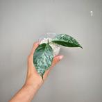 Hoya Coriacea Splash, Overige soorten, Minder dan 100 cm, Bloeiende kamerplant, Halfschaduw