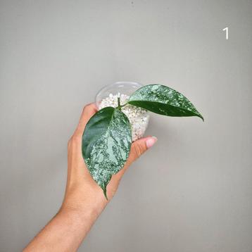 Hoya Coriacea Splash  beschikbaar voor biedingen