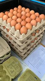 🐓Bruine scharrel eieren 🐓, Diversen, Ophalen