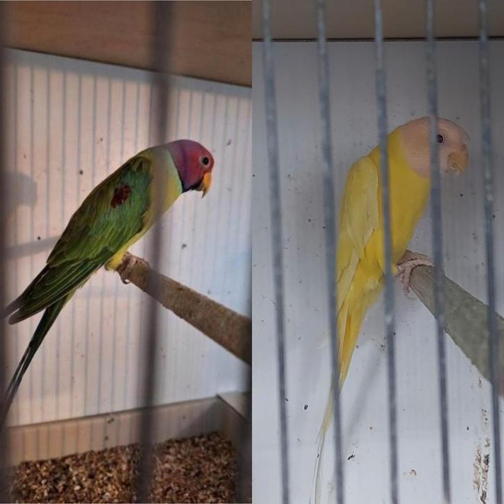 Pruimkoppen pruimkopparkiet pruimkop, Dieren en Toebehoren, Vogels | Parkieten en Papegaaien, Parkiet, Meerdere dieren, Geringd