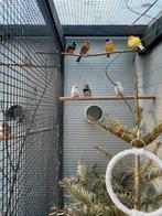 3 jonge zebra vinken, Dieren en Toebehoren, Meerdere dieren, Kleurkanarie