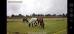 Plekje vrij voor merrie in Vaassen, Weidegang, 1 paard of pony