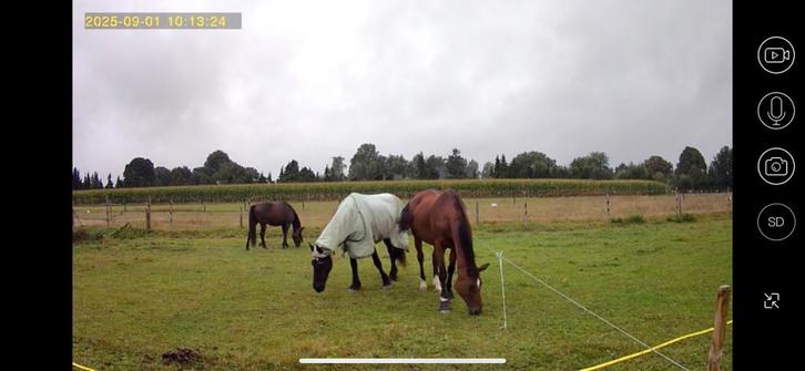 Plekje vrij voor merrie in Vaassen, Dieren en Toebehoren, Stalling en Weidegang, Weidegang, 1 paard of pony