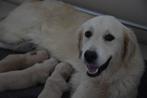 Golden Retriever pups met stamboom, Golden retriever, 8 tot 15 weken, CDV (hondenziekte), Meerdere