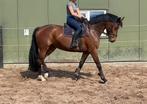Leuke 4 jarige allrounder, Dieren en Toebehoren, Paarden, Merrie, Springpaard, Zadelmak, 3 tot 6 jaar