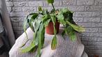 cactus, Ophalen of Verzenden, Overige soorten, Volle zon
