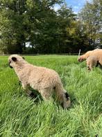 Walliser schwarznase, Dieren en Toebehoren, Vrouwelijk, Schaap