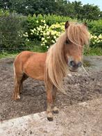 Lieve shetlander, Dieren en Toebehoren, Pony's, Merrie, A pony (tot 1.17m), 3 tot 6 jaar, Onbeleerd