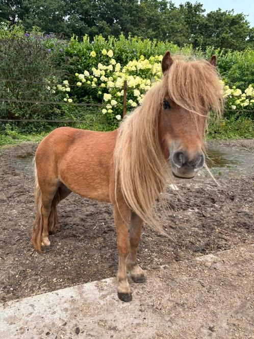Lieve shetlander, Dieren en Toebehoren, Pony's, Merrie, Onbeleerd, A pony (tot 1.17m), Recreatiepony, 3 tot 6 jaar