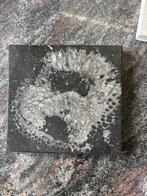 Belgisch Hardsteen met Crinoïden Fossiel, Ophalen, Fossiel