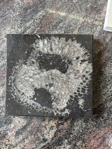 Belgisch Hardsteen met Crinoïden Fossiel beschikbaar voor biedingen