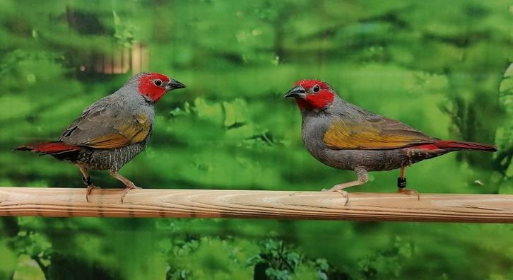 Roodkop aurora-astrilde koppels., Dieren en Toebehoren, Vogels | Overige Vogels, Meerdere dieren